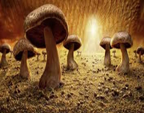 Hongos